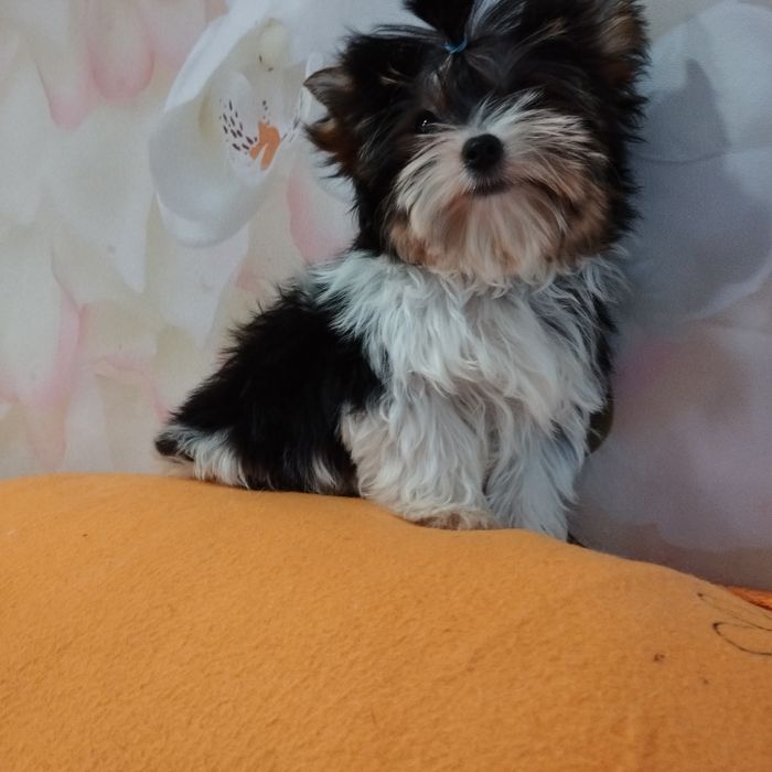 Замечательный бивер-миник