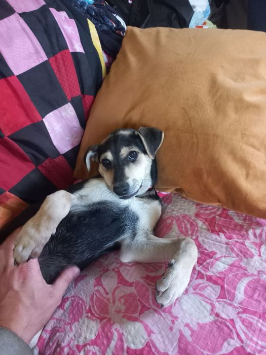 Маленька , принцеса шукає люблячу родину