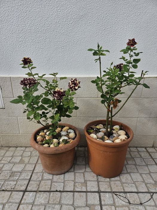 Roseira variegata tricolor