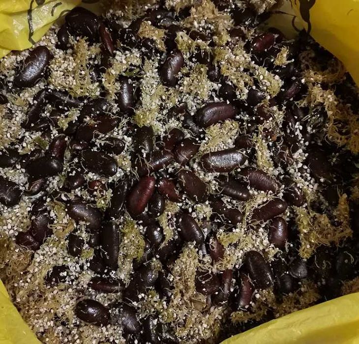 Азиміна, Бамбук обмін на Горіхи, Берека, Еводія