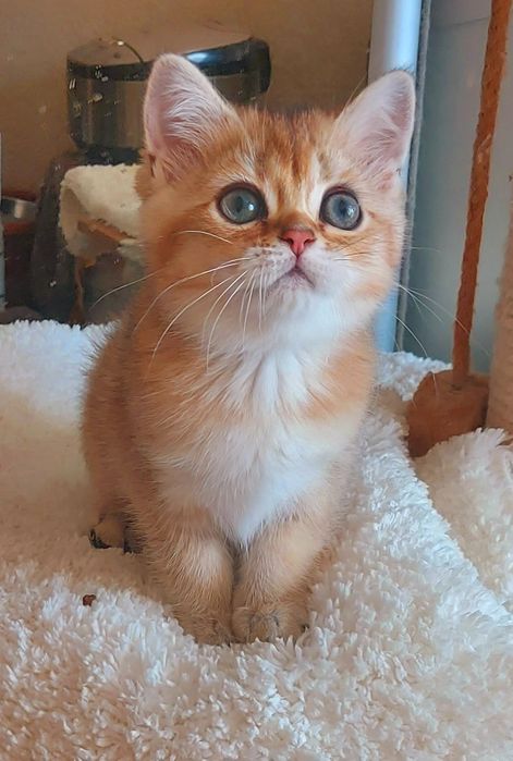 Британська золота шиншила