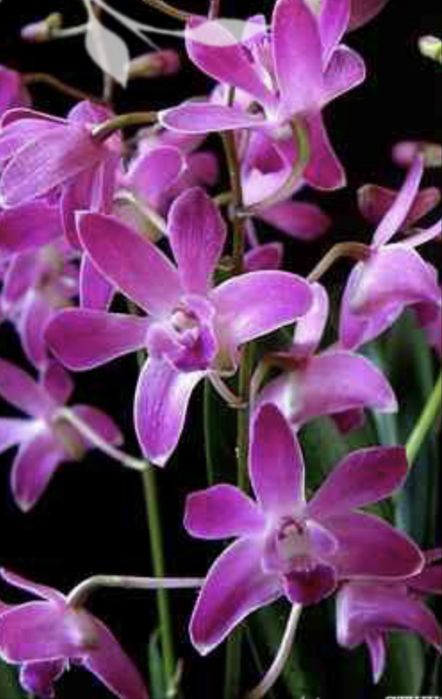 Орхидея. Дендробиум берри Ода. Кейк.