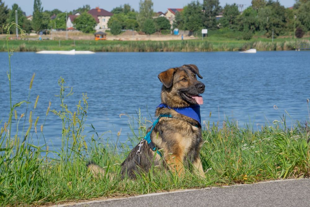 FILA - młoda sunia w typie owczarka