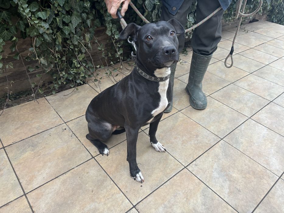 Отдаём молодую сучку Питбуля