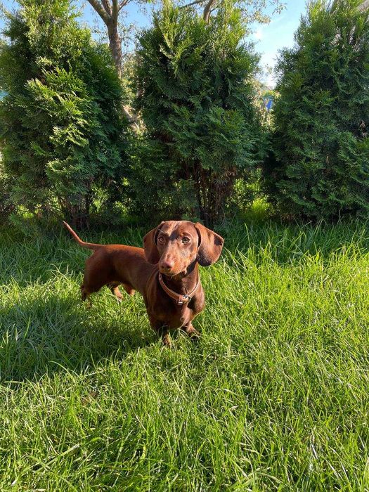 Вʼязка мініатюрна такса