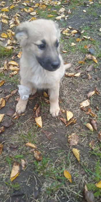 Хлопчики шукають родину