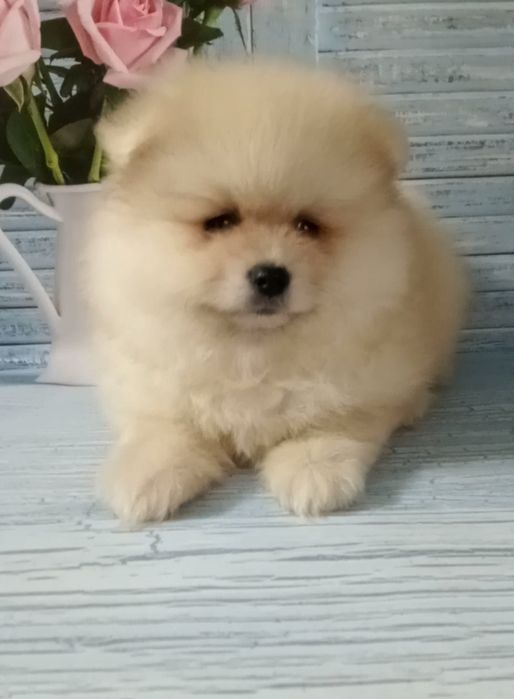 Дивовижний пухнастик