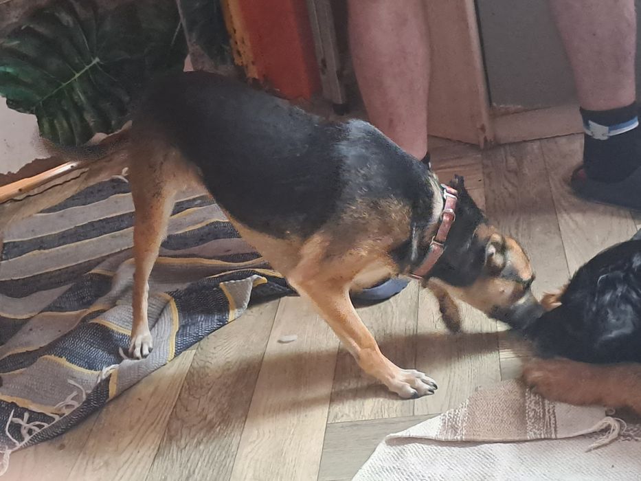 Kocha inne psy. Lubi jesc  ma około 2 lata. Po sterylizacji