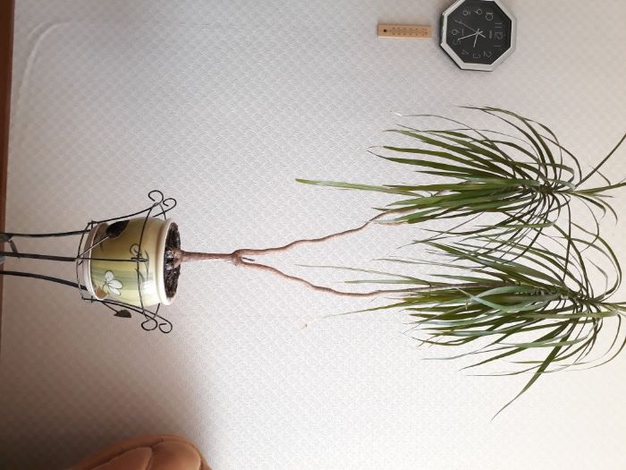 Офисный цветок Драцена высотой 180 см