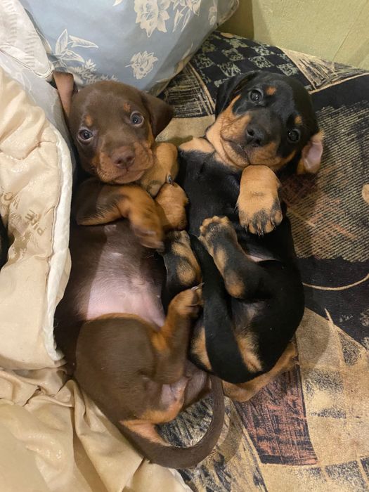 Чудові щеняти такси від красивих чистокровних батьків