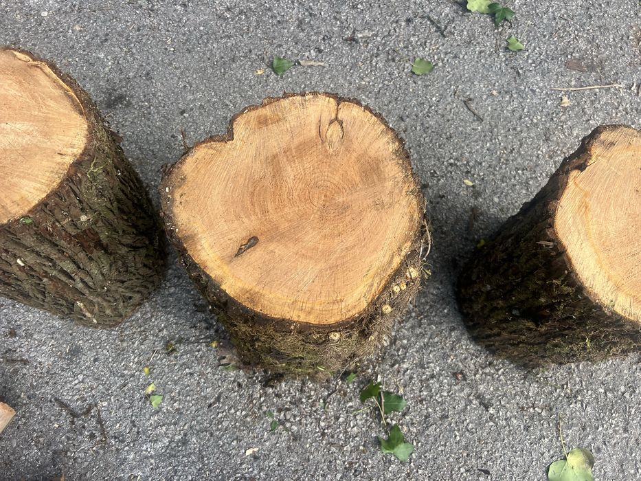 Troncos com potencial decorativo