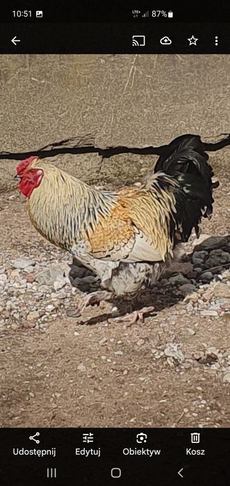 Kury czubatki pawłowskie,  i koguty czubatki ,greenshel, kolumbijskie