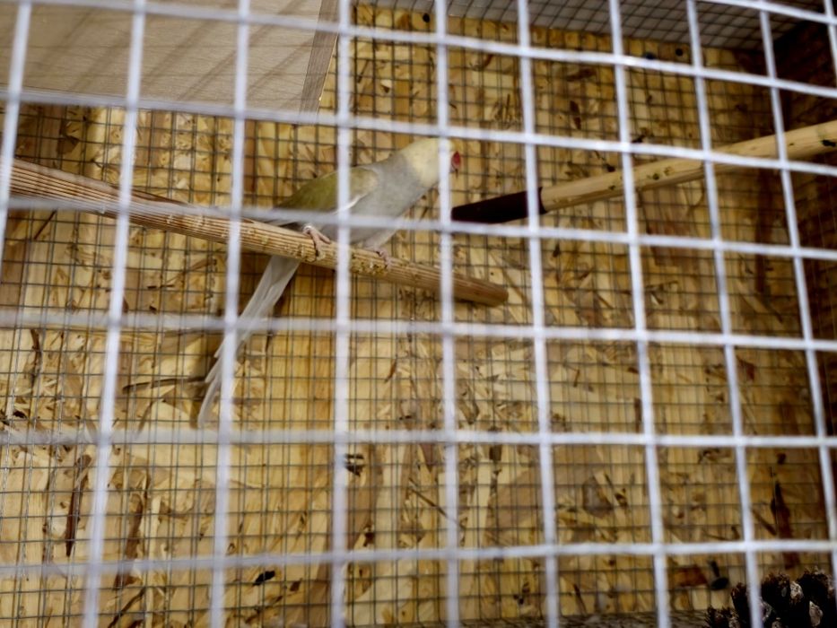 Ringneck para cedencia