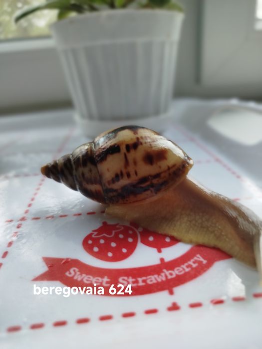 Продаются малыши Ахатины Ретикулята Стандарт.