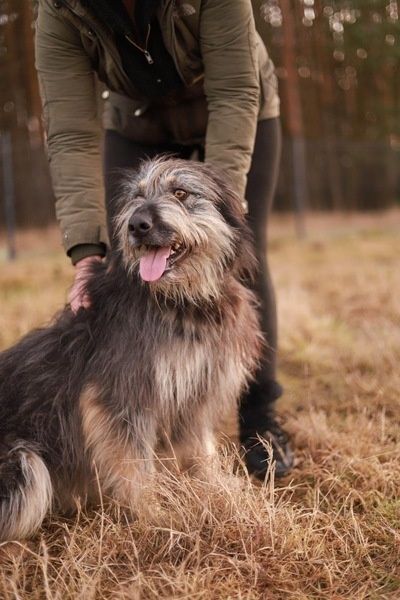 Poznajcie Rokiego, jest pogodny, oddany. Chciałby mieć dom