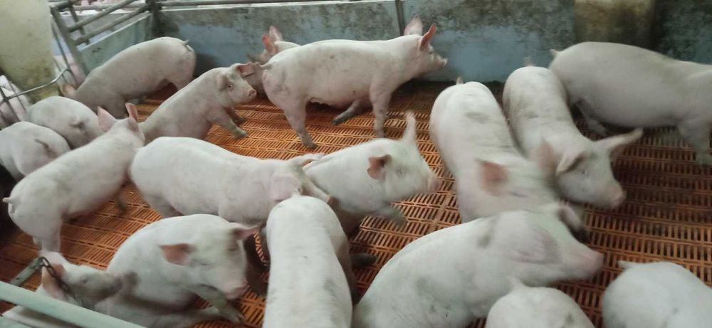 Продаж поросят 25 кг