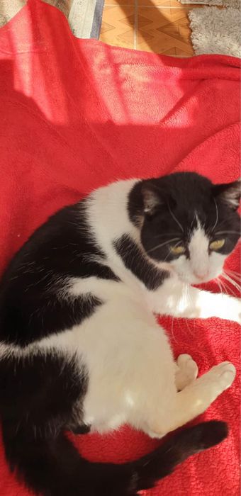 Edek - kocurek do adopcji!
