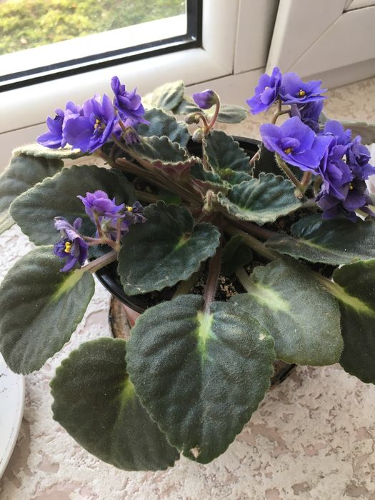 Жіноче щастя(Спатифілум)/фіалки/