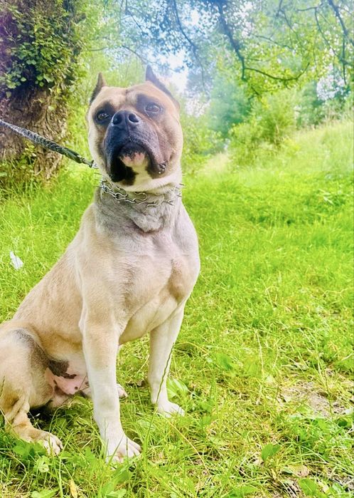 Вязка American м. Стафф Вязка Собака