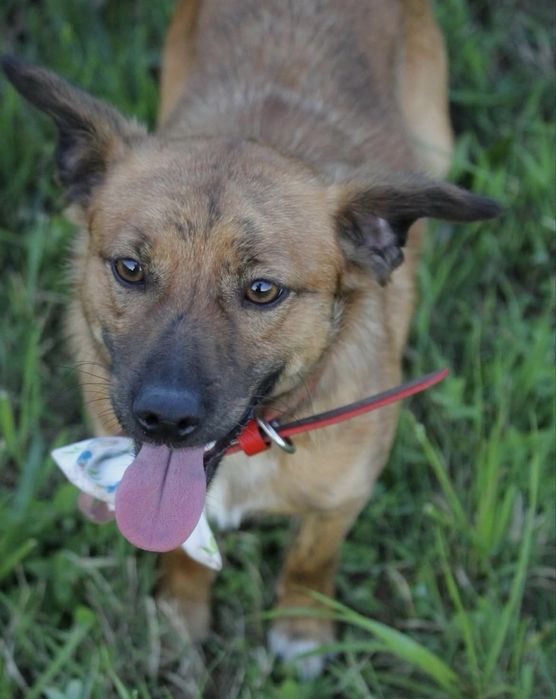Cãozinho jovem para adoção responsável