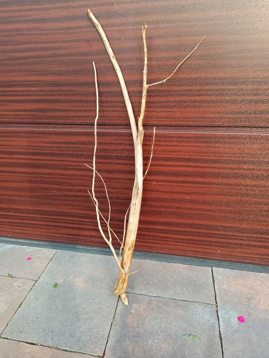 Średni, ciekawy naturalny korzeń do akwarium