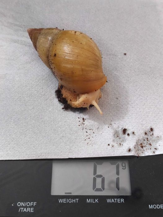 Ślimak afrykański Lissachatina (Achatina) fulica