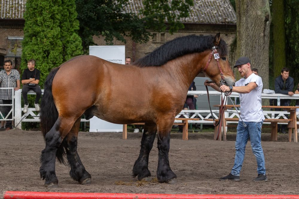 Ogier zimnokrwisty Carmel Z