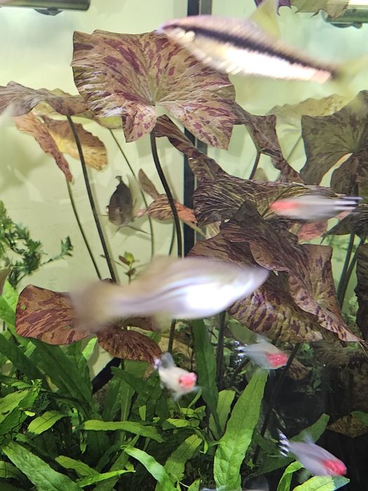 Lotos roślina akwariowa