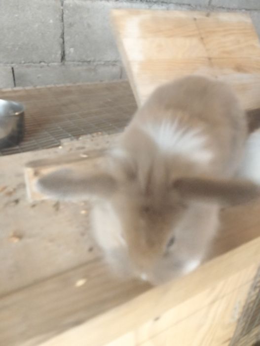 Coelhos anões com 2 meses