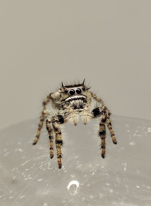 skakun Phidippus adumbratus