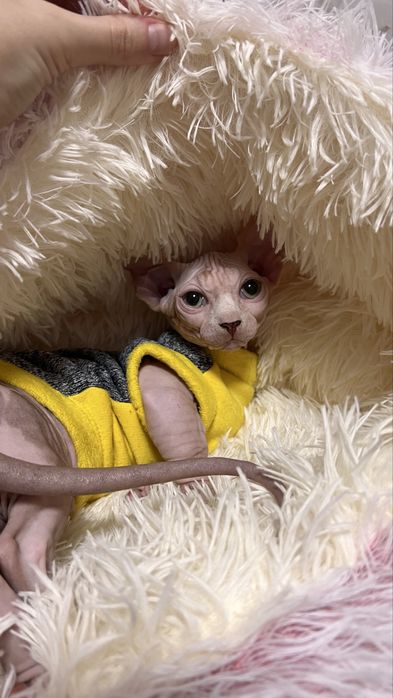 У продажу чудові котики