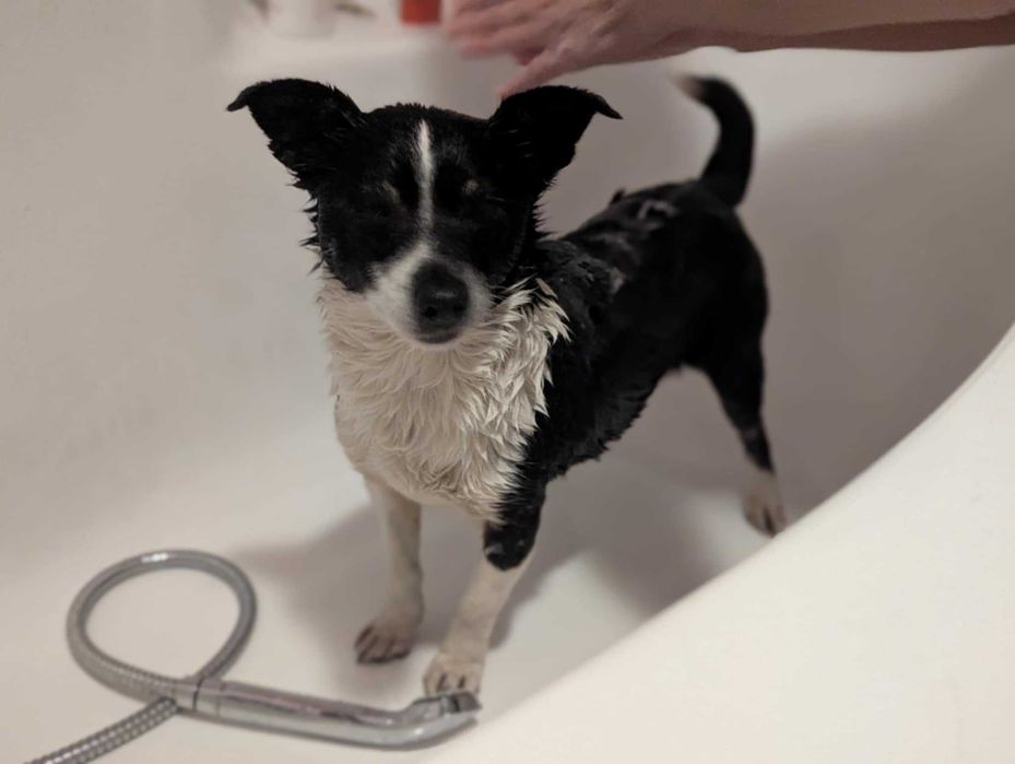 PSOTKA - urocza mała suczka do adopcji