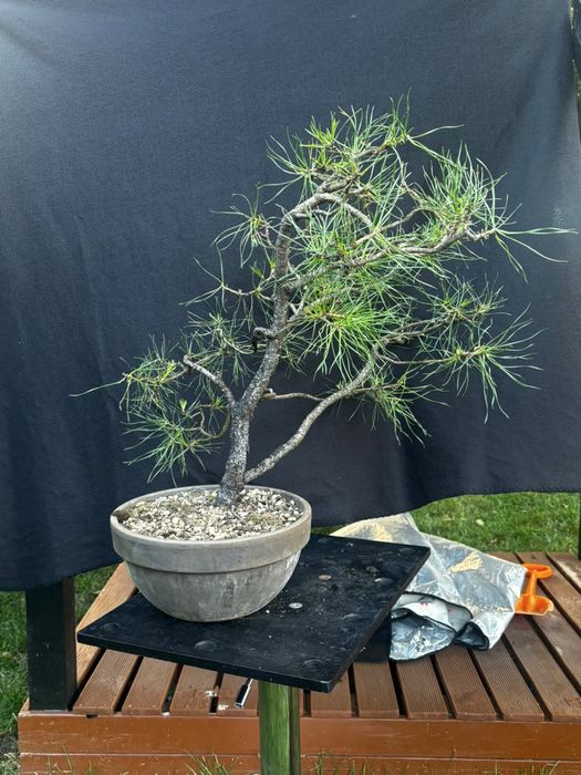Drzewka bonsai rozne