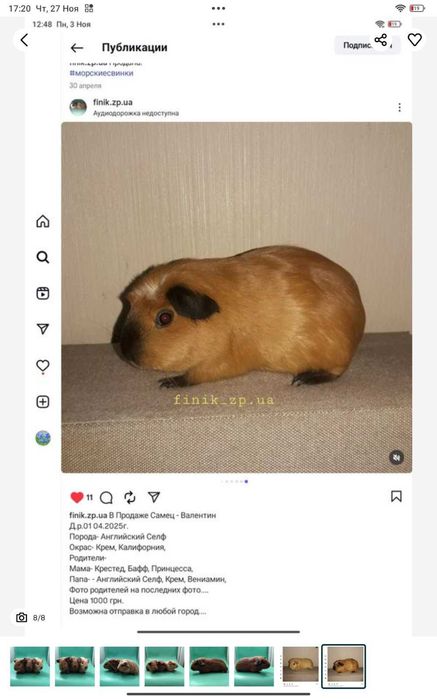 В продаже морские свинки породы Крестед