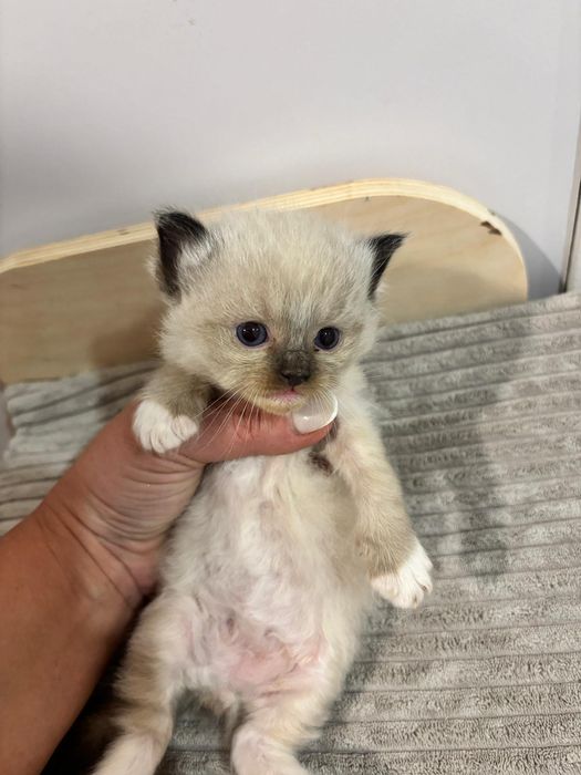 Ragdoll PIĘKNY Kot  ,,Hary"  FIFE FPL