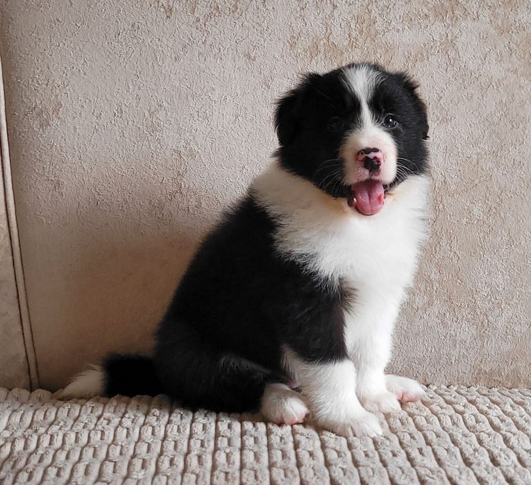 Border Collie Piesek  Zaprasza