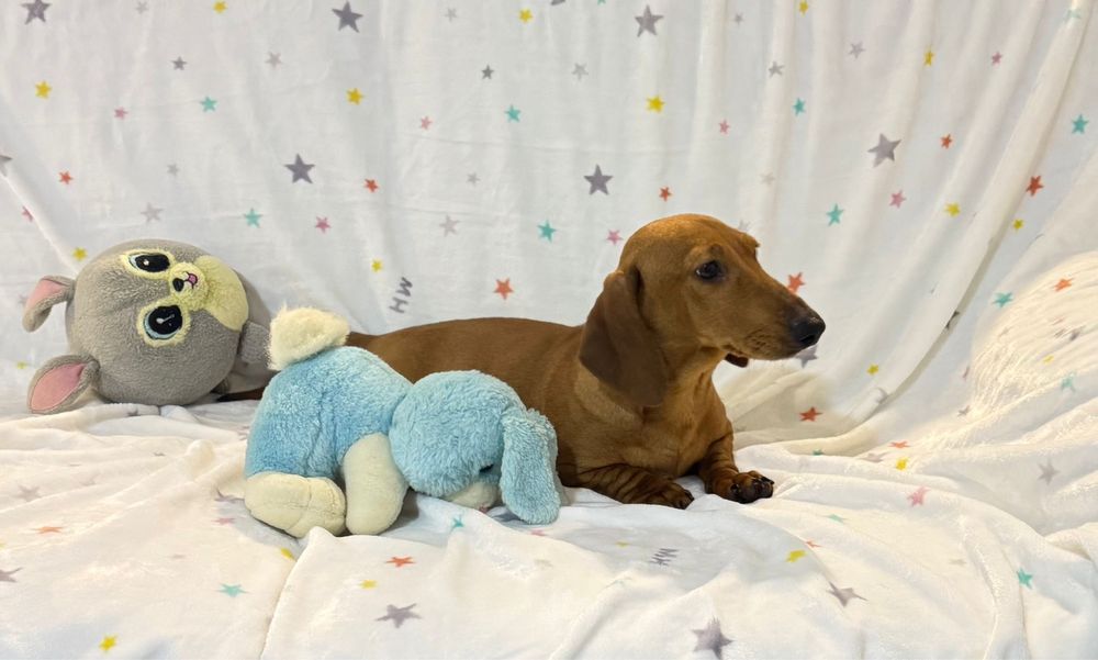 Teckel dourado macho de olho azul