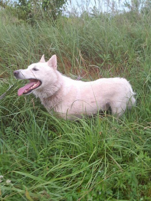 Пес Лайка В'язка