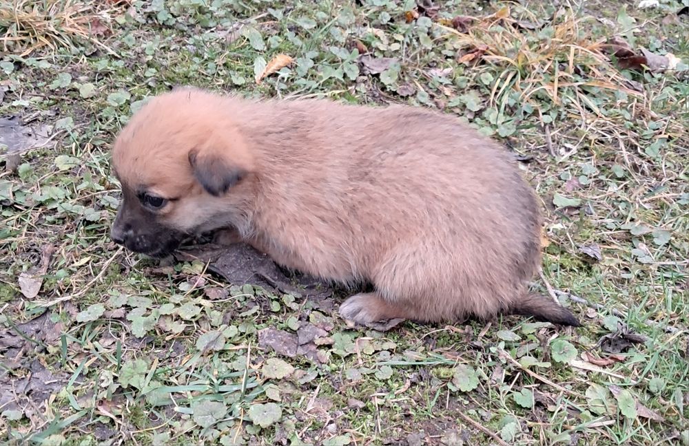 7 милих цуценят шукають люблячий дім