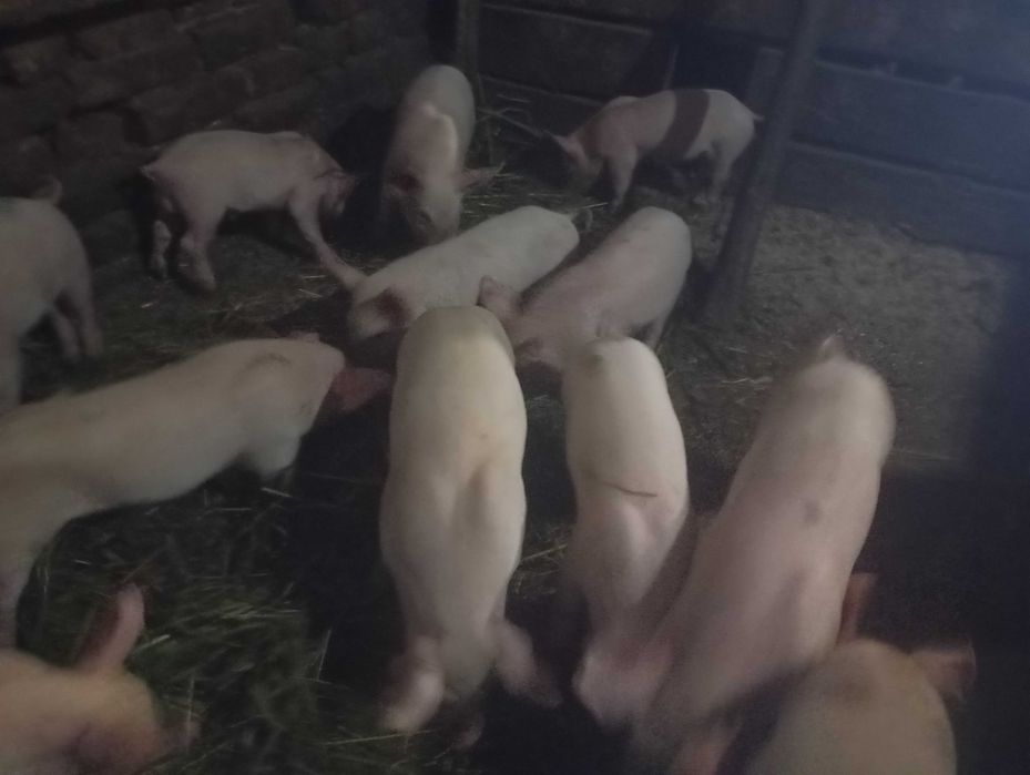 Продам маленьких поросят