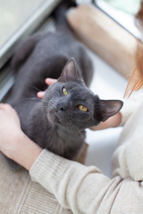 Чарівний котик шукає родину