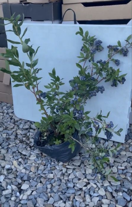 Саджанці лохини різних сортів | кущі 2–5 років