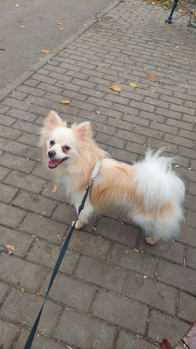 Щенки в хорошие руки .