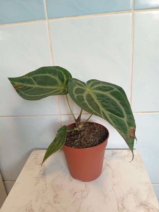 Антуриум Magnificum