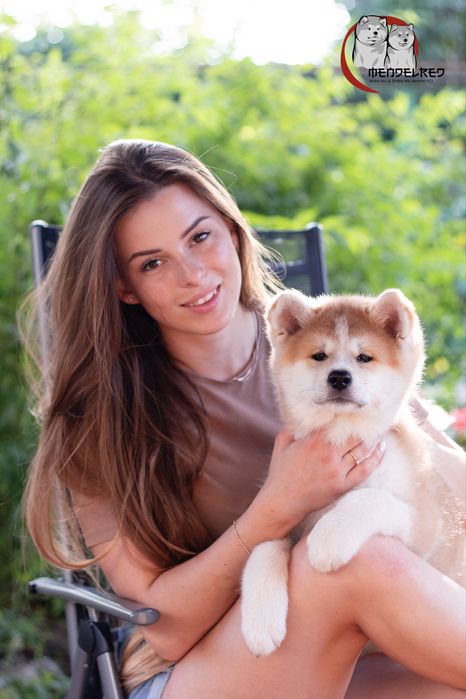 Найкращі цуценята акіта іну , акіта , японська акіта