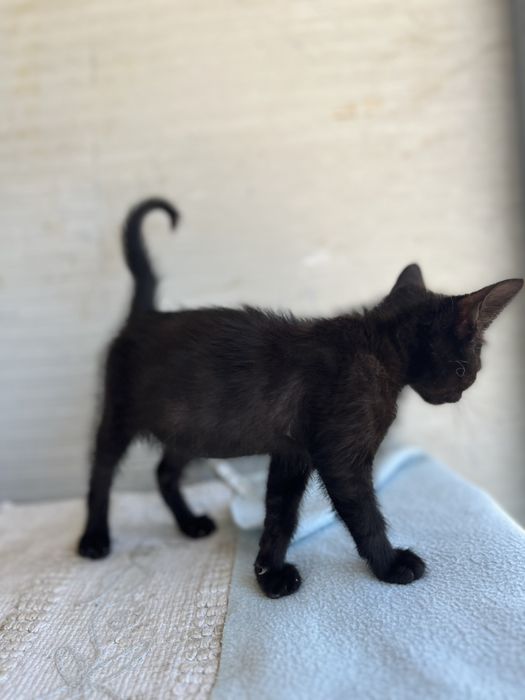 2  bebés (M/F)  para Adoção!