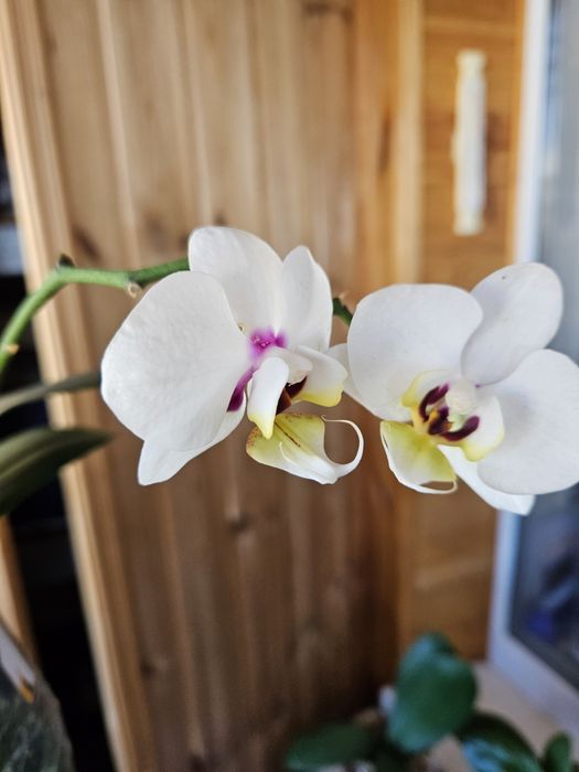 Орхидея мультифлора Коко