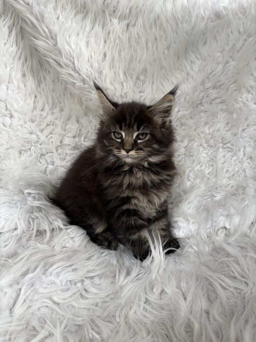 MAINE COON - kotka