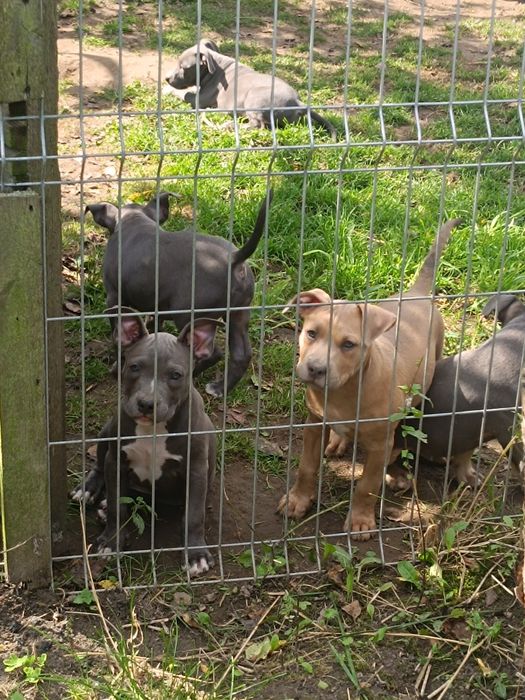 Amstaff, amstaf, American Staffordshire Terrier