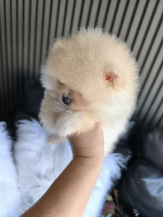 Spitz Anão/ Lulu da Pomerânia  Russo . Mini.. Lop e Afixo Pedigree.Lop